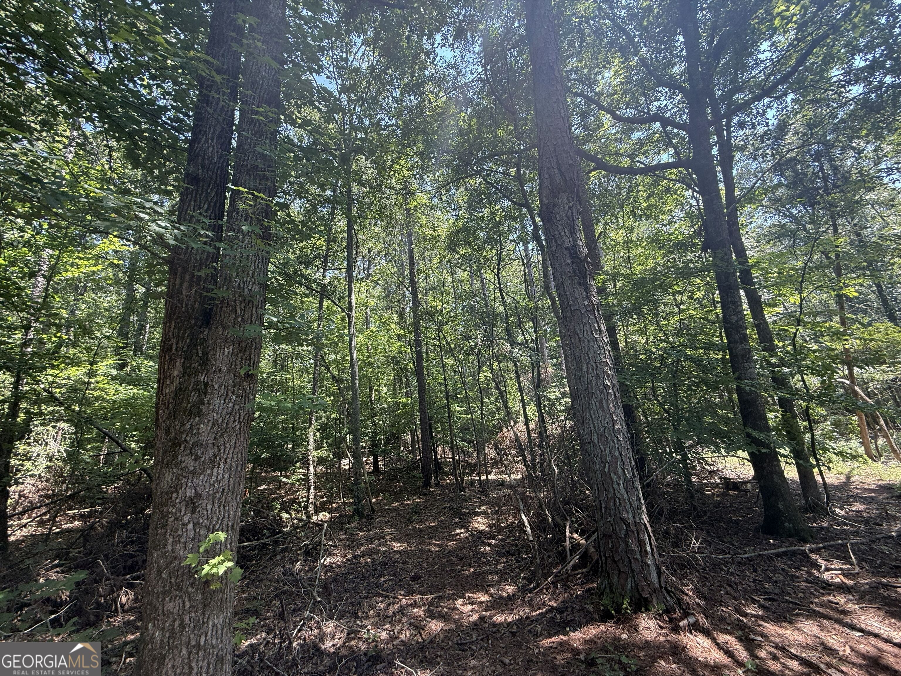 2128 Amberly Road Elberton, GA 30635 - Photo 15 of 26 a view of forest
