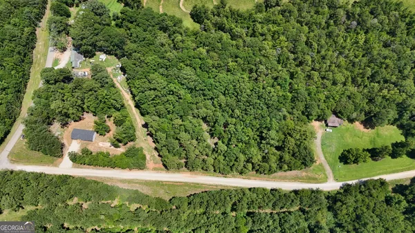 a view of a yard with plants and large trees