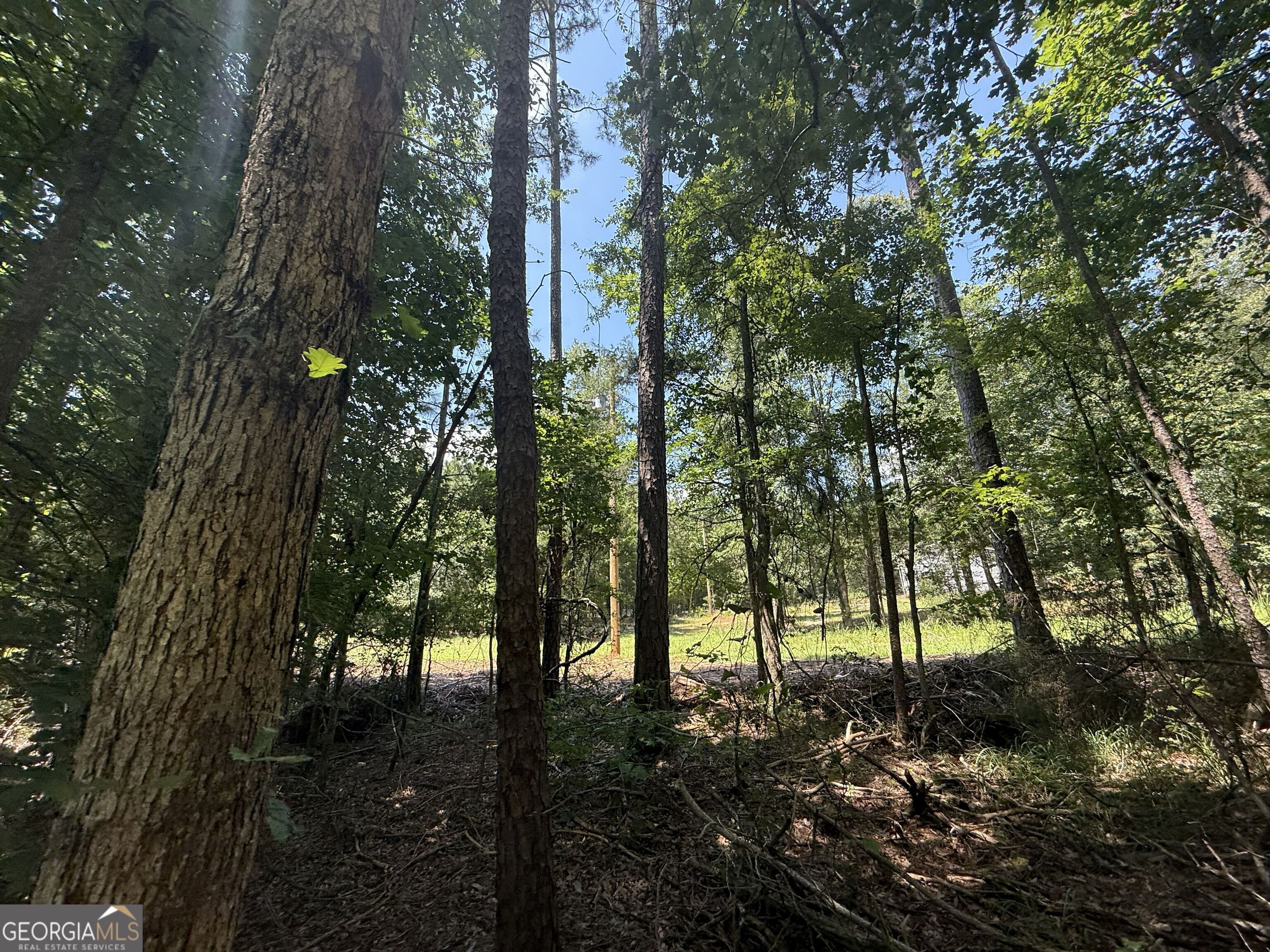 2128 Amberly Road Elberton, GA 30635 - Photo 7 of 26 a view of forest