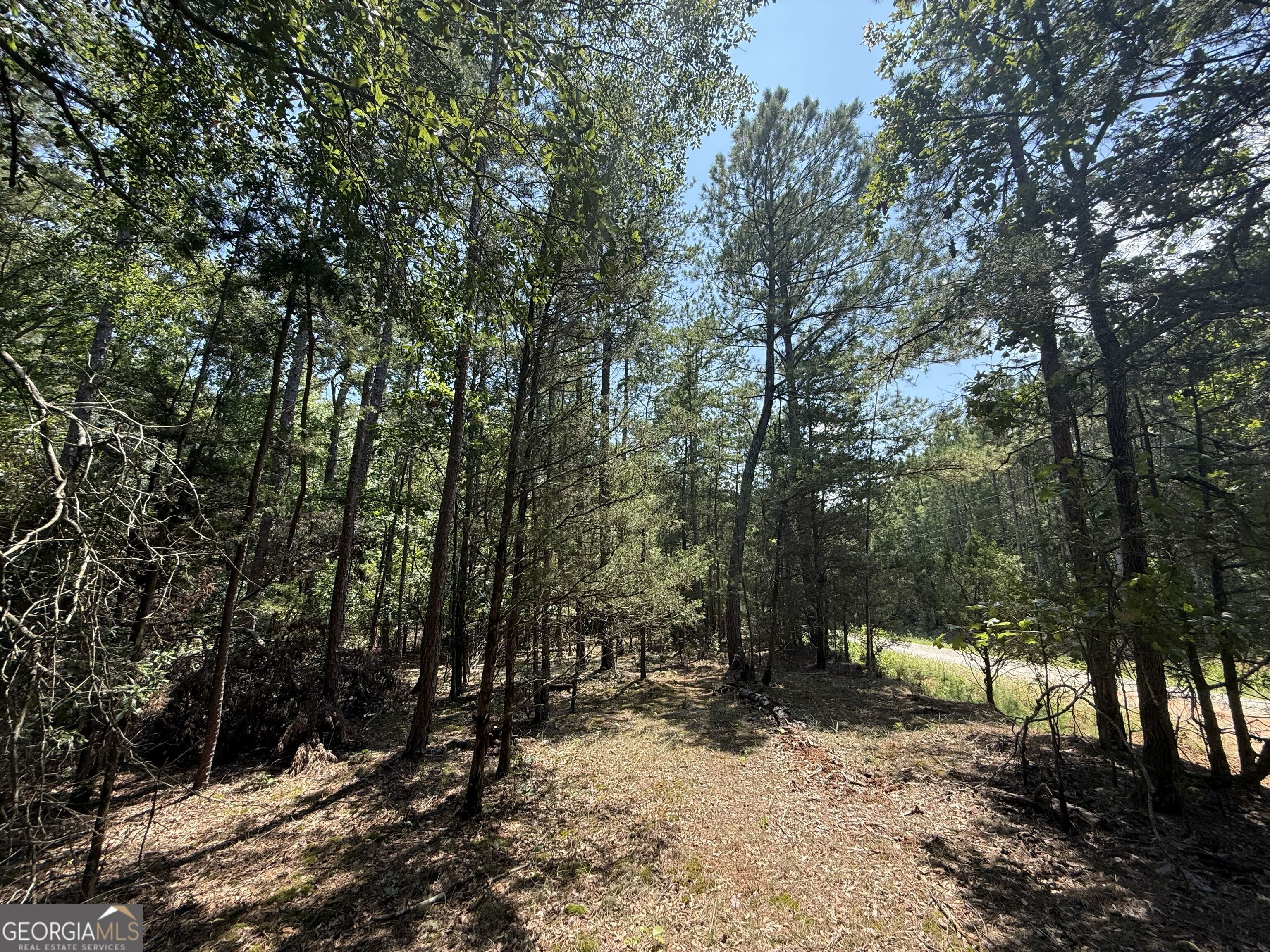 2128 Amberly Road Elberton, GA 30635 - Photo 9 of 26 a view of a forest filled with trees