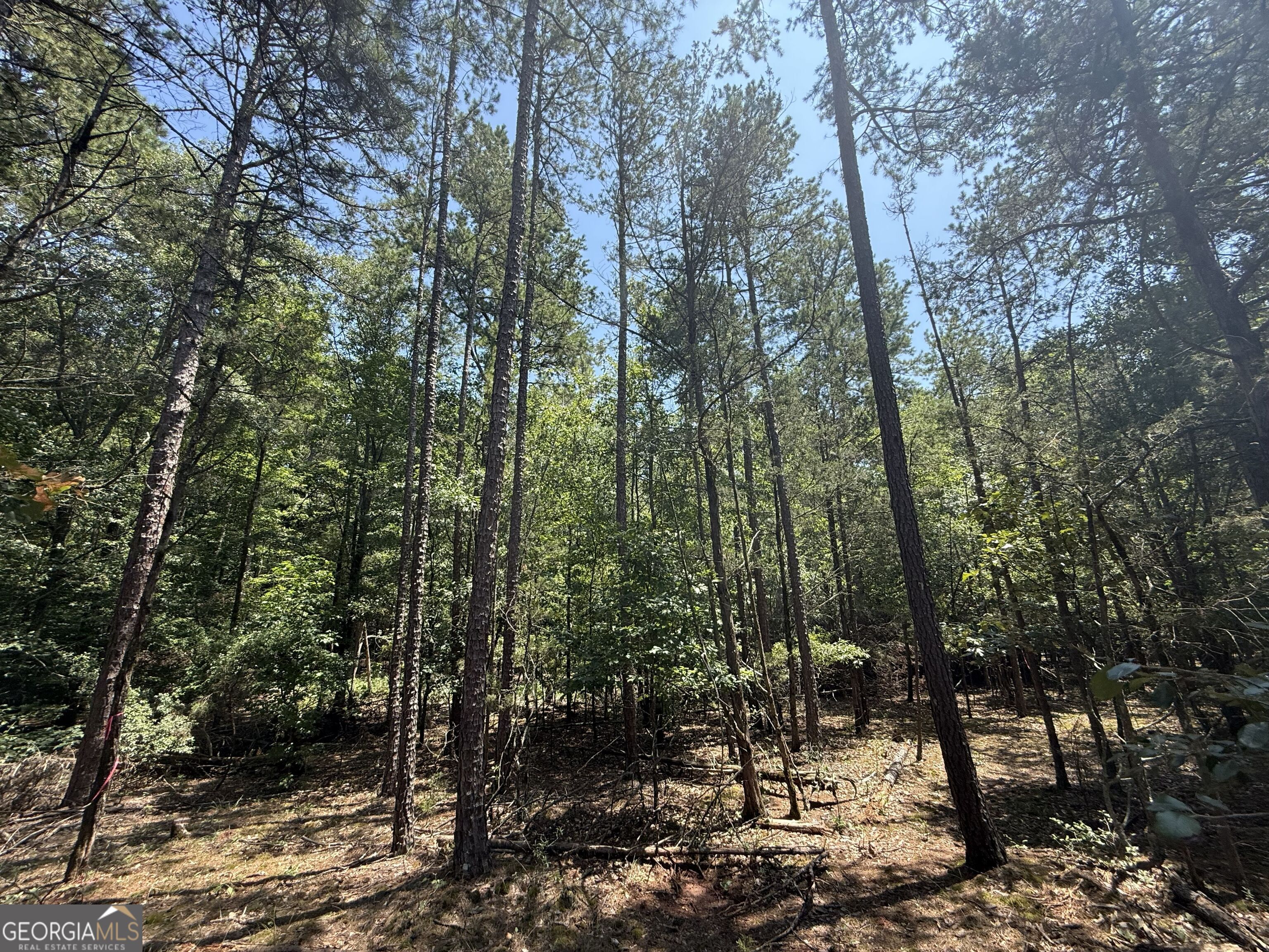 2128 Amberly Road Elberton, GA 30635 - Photo 10 of 26 a view of forest