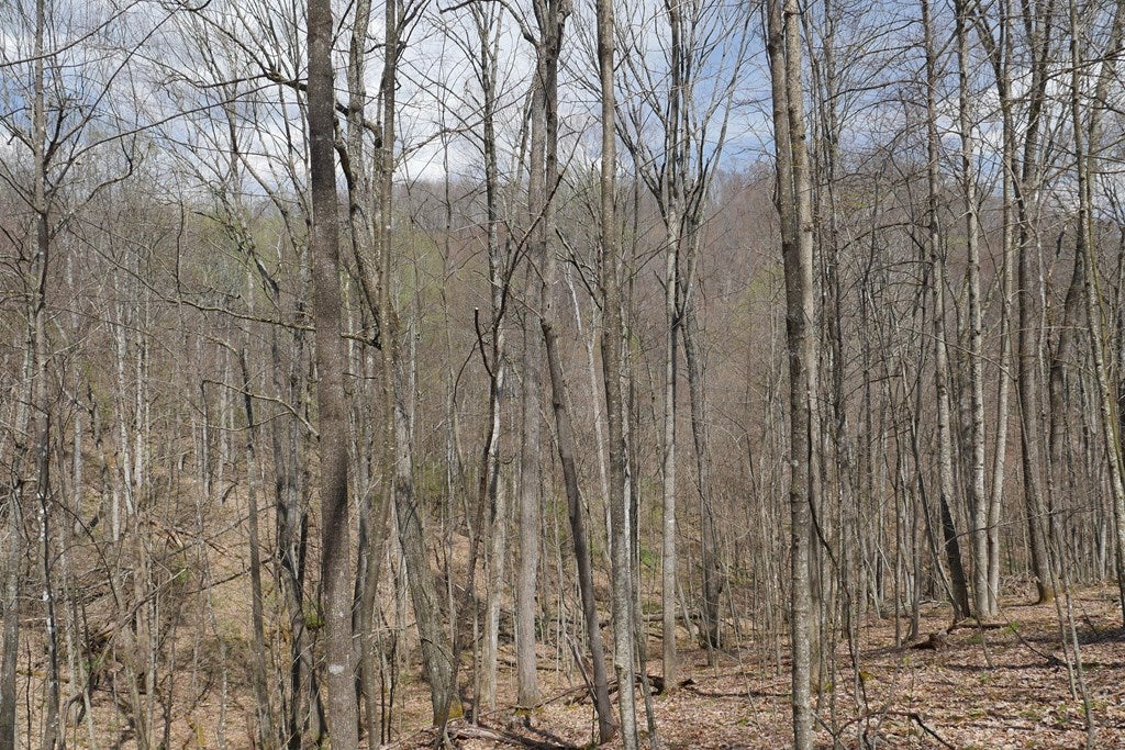 Tbd Unity Road, Unit 1 North Tazewell, VA 24630 - Photo 7 of 92 Gallery Image 7