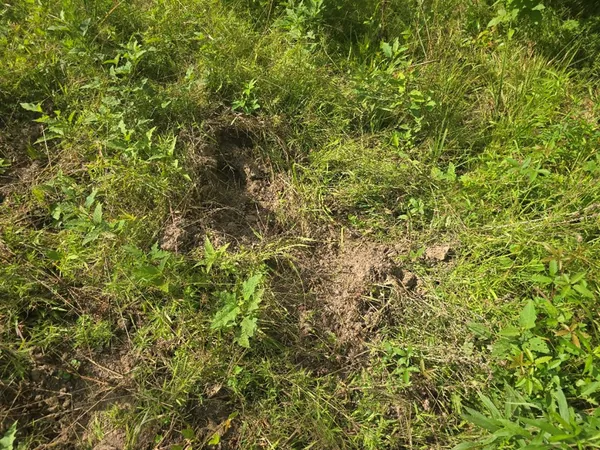 $50,000 | 0 Browder Lane, Centreville, MS 39631