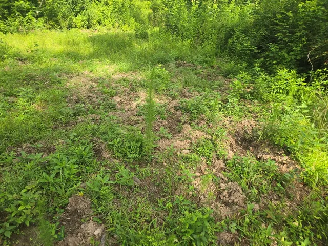 $50,000 | 0 Browder Lane, Centreville, MS 39631