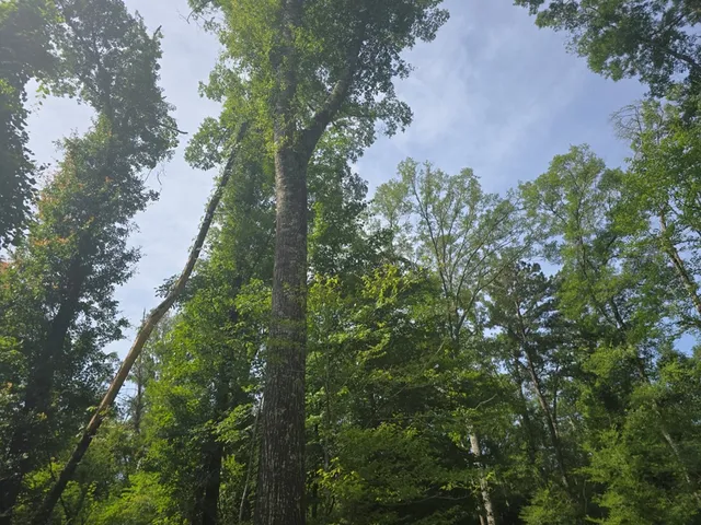 $50,000 | 0 Browder Lane, Centreville, MS 39631