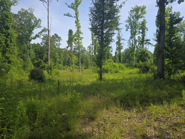 $50,000 | 0 Browder Lane, Centreville, MS 39631