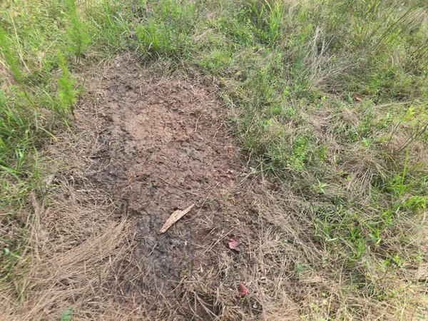 $50,000 | 0 Browder Lane, Centreville, MS 39631