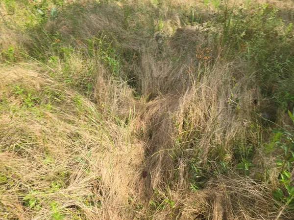 $50,000 | 0 Browder Lane, Centreville, MS 39631