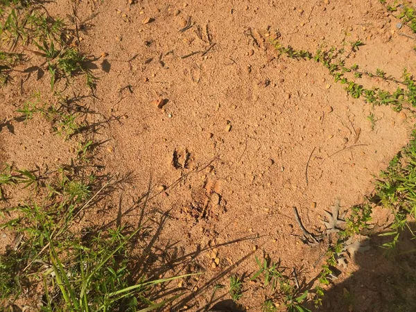 $50,000 | 0 Browder Lane, Centreville, MS 39631