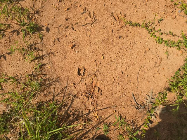 $50,000 | 0 Browder Lane, Centreville, MS 39631