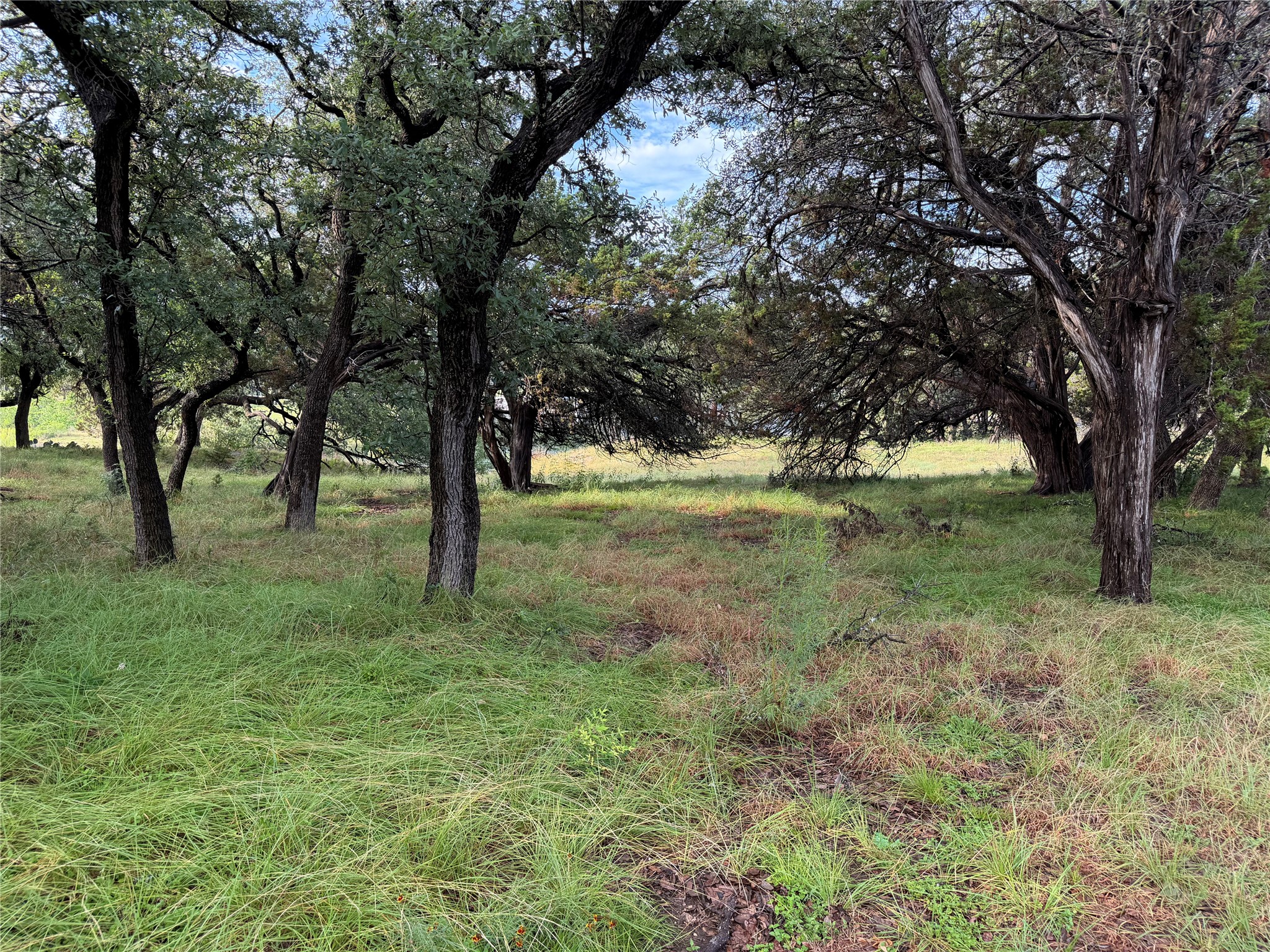 6701 Bar K Ranch Road Lago Vista, TX 78645 - Photo 6 of 15 Mature trees and natural grasses
