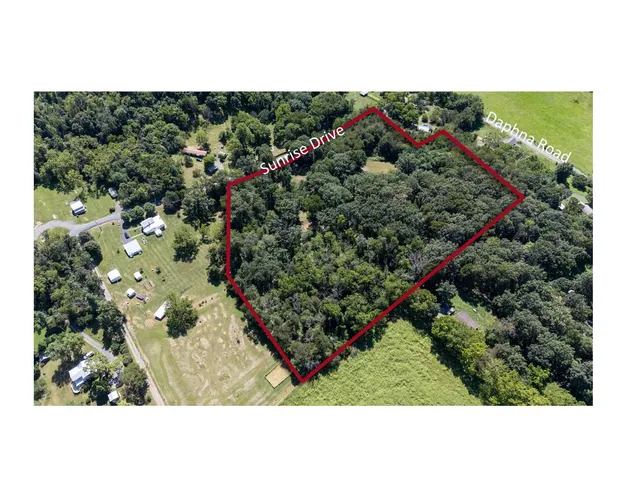 a black and white photo of a lots of trees