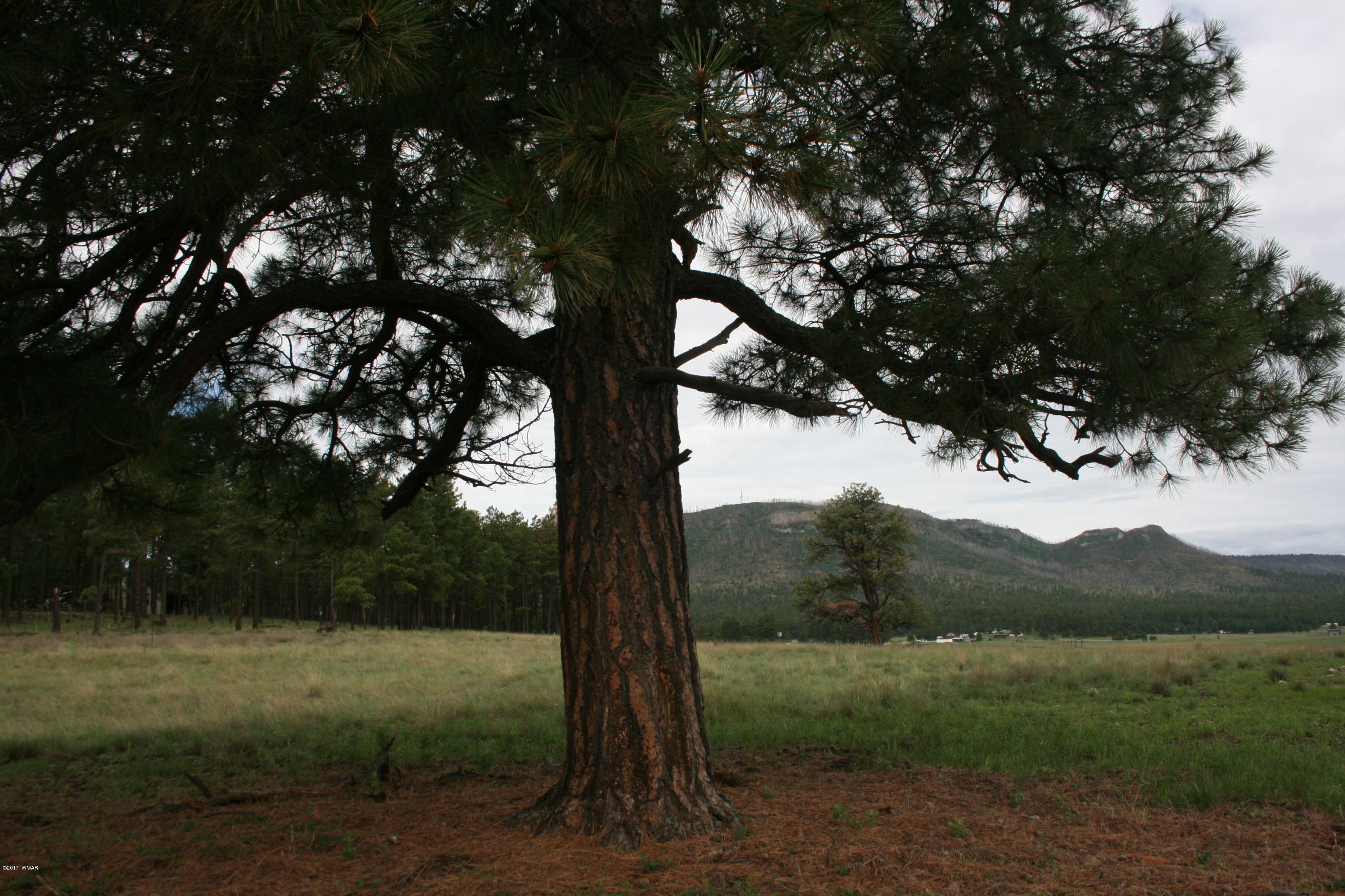 1 T Co Road Alpine, AZ 85920 - Photo 11 of 35