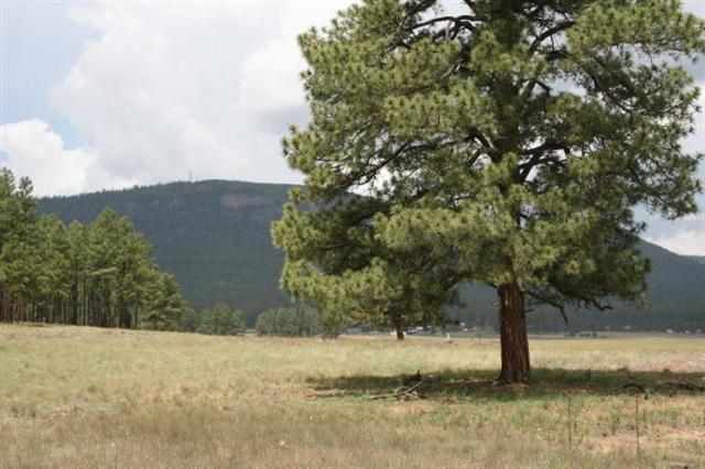 1 T Co Road Alpine, AZ 85920 - Photo 17 of 35
