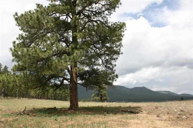 1 T Co Road Alpine, AZ 85920 - Photo 21 of 35
