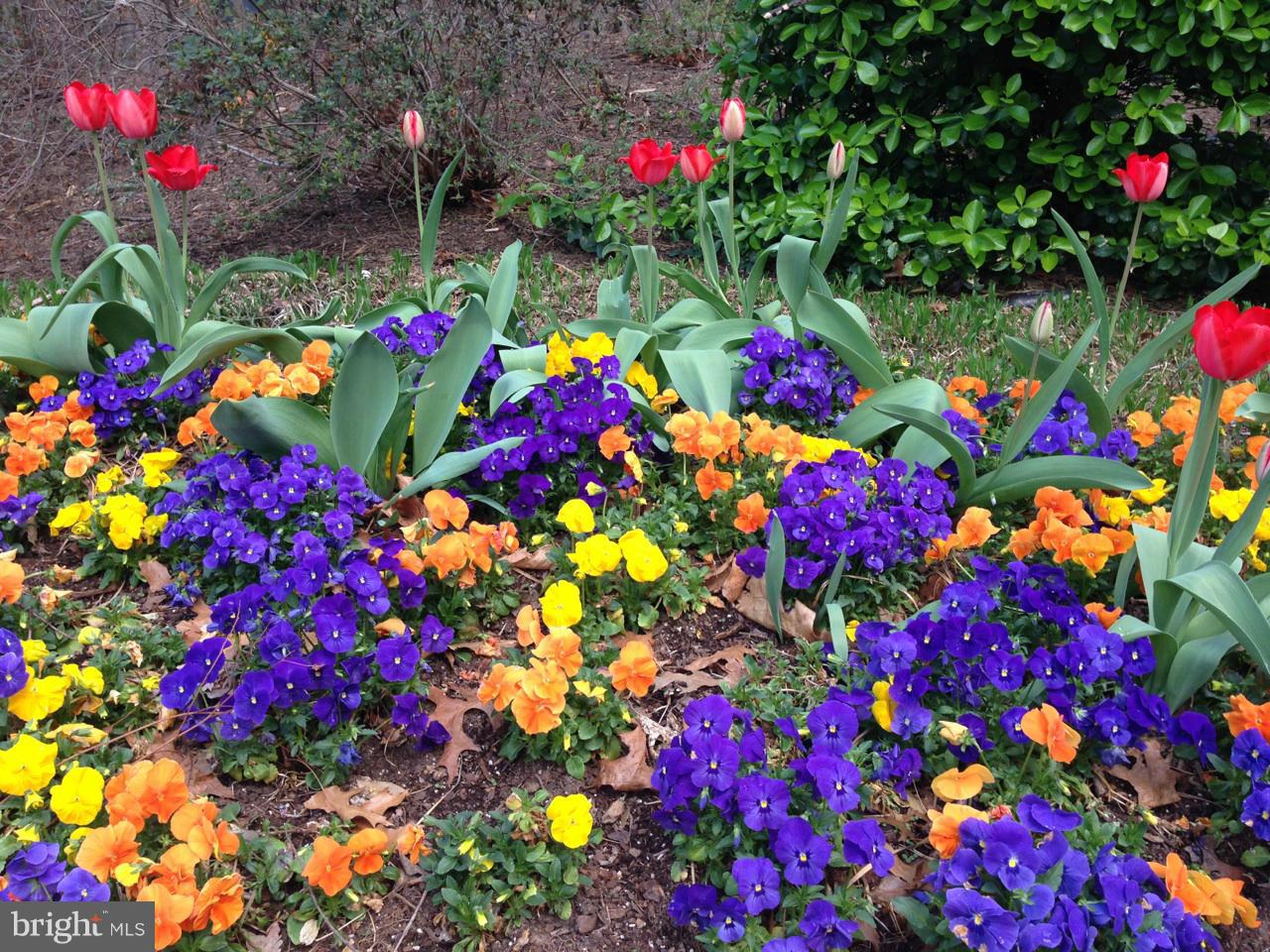 2022 Lakebreeze Way Reston, VA 20191 - Photo 4 of 25 a flower plants