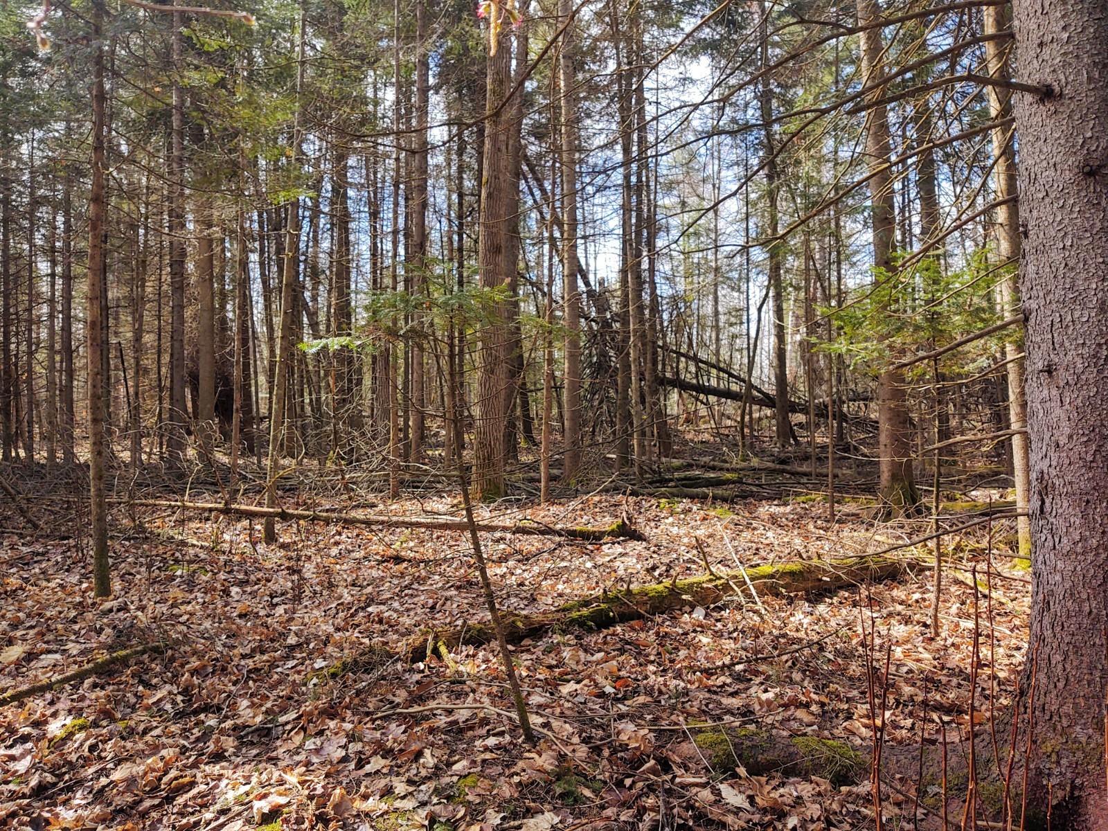 8275 Carter Road Cheboygan, MI 49721 - Photo 73 of 97 Gallery Image 73