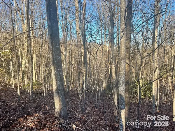 a close up of a tree in a forest