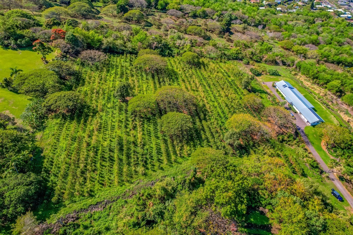 77-6307 Kaumalumalu Drive Holualoa, HI 96725 - Photo 15 of 21 a view of a lush green forest