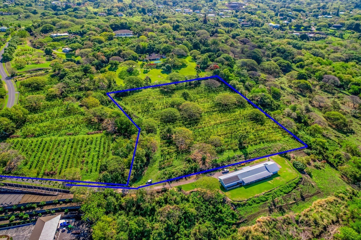 77-6307 Kaumalumalu Drive Holualoa, HI 96725 - Photo 18 of 21 a view of a yard with plants and large trees