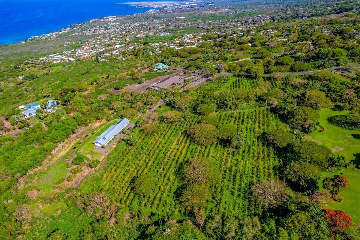 77-6307 Kaumalumalu Drive Holualoa, HI 96725 - Photo 8 of 21 a view of a lush green forest