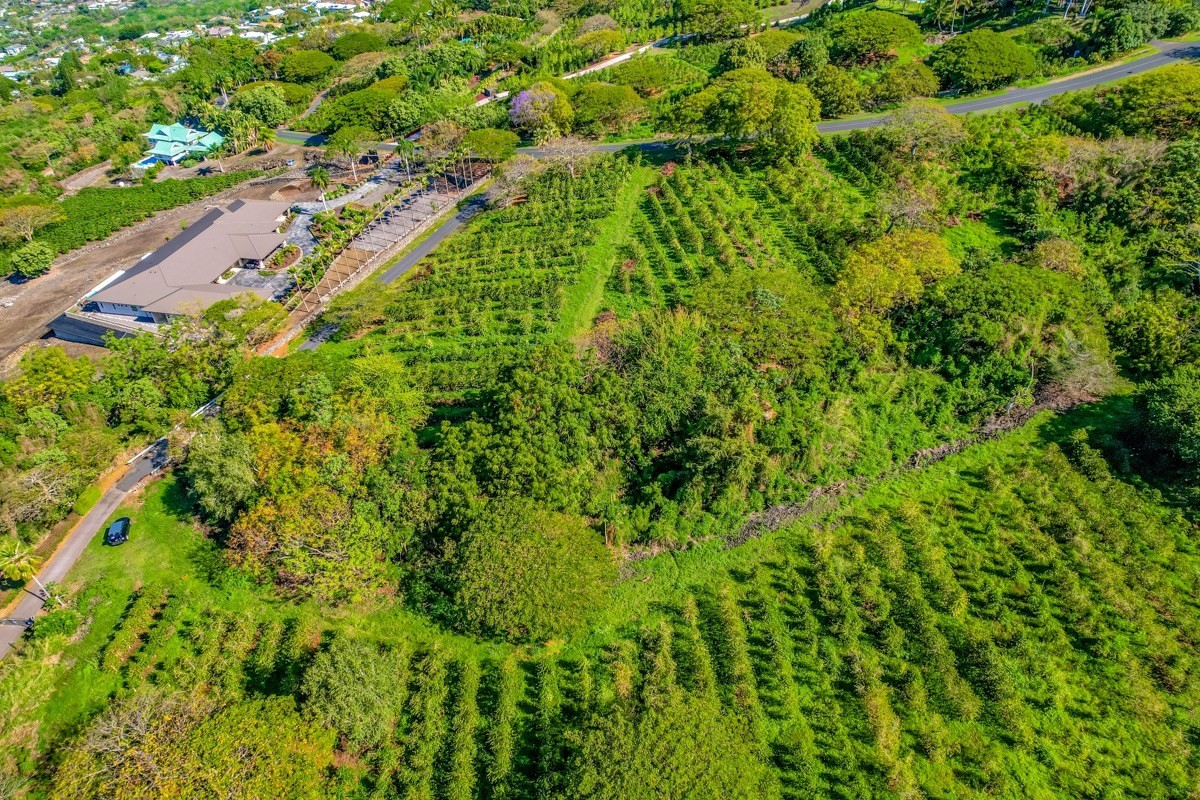 77-6307 Kaumalumalu Drive Holualoa, HI 96725 - Photo 9 of 21 a view of a lush green forest with large trees