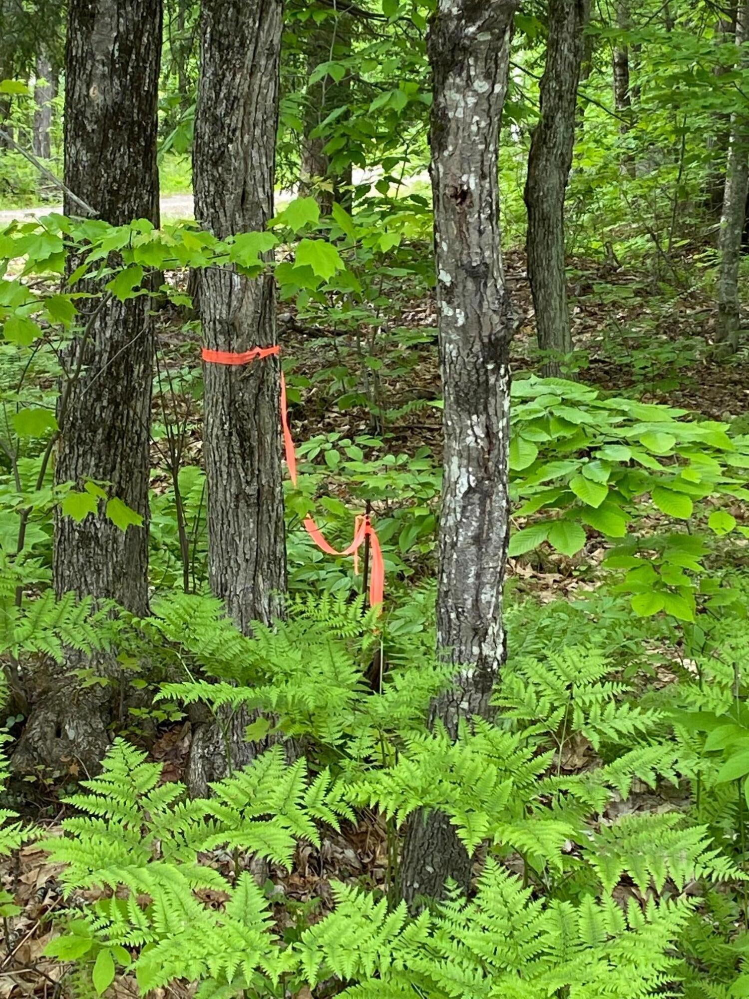 0 Fish Street, Unit 6 Fryeburg, ME 04037 - Photo 3 of 7 IMG_2664