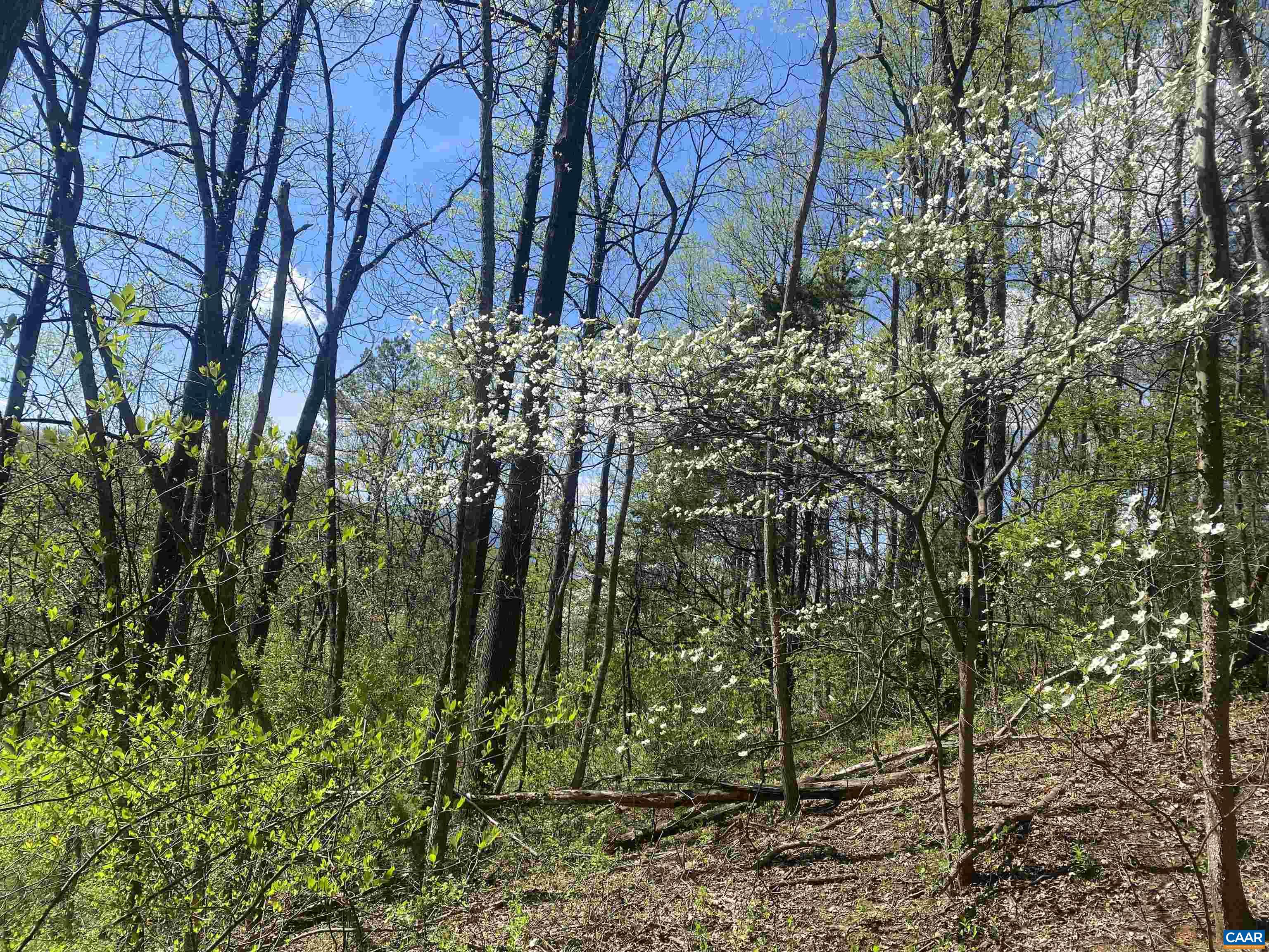 2728 East Branch Loop Roseland, VA 22967 - Photo 26 of 45 a view of backyard of house