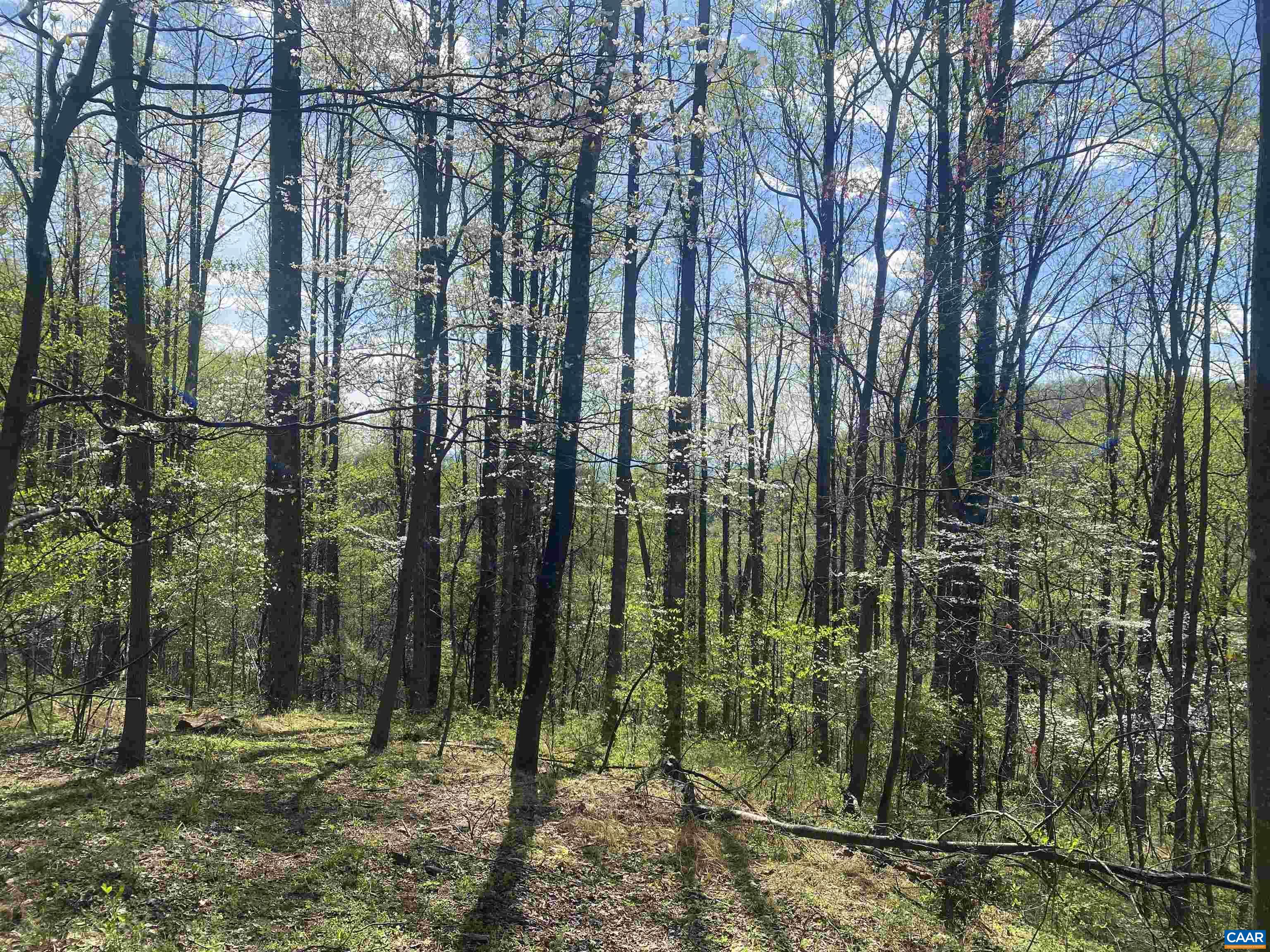 2728 East Branch Loop Roseland, VA 22967 - Photo 40 of 45 a view of outdoor space and a yard