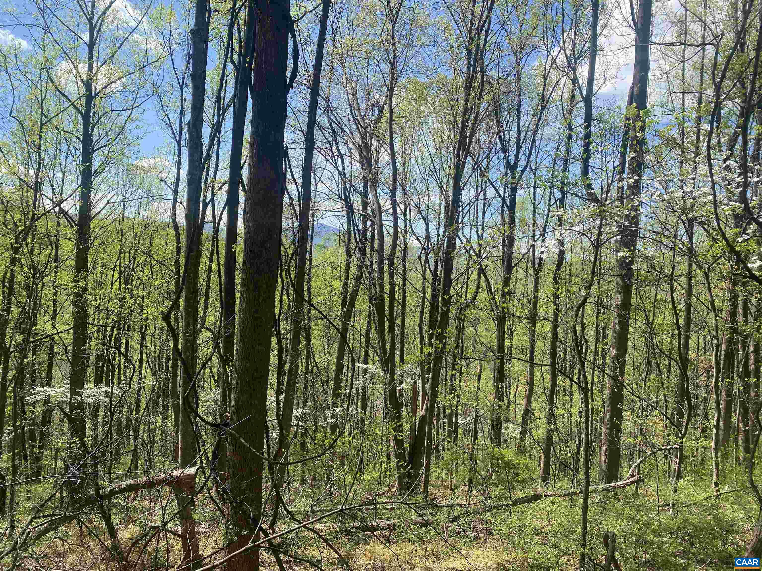 2728 East Branch Loop Roseland, VA 22967 - Photo 41 of 45