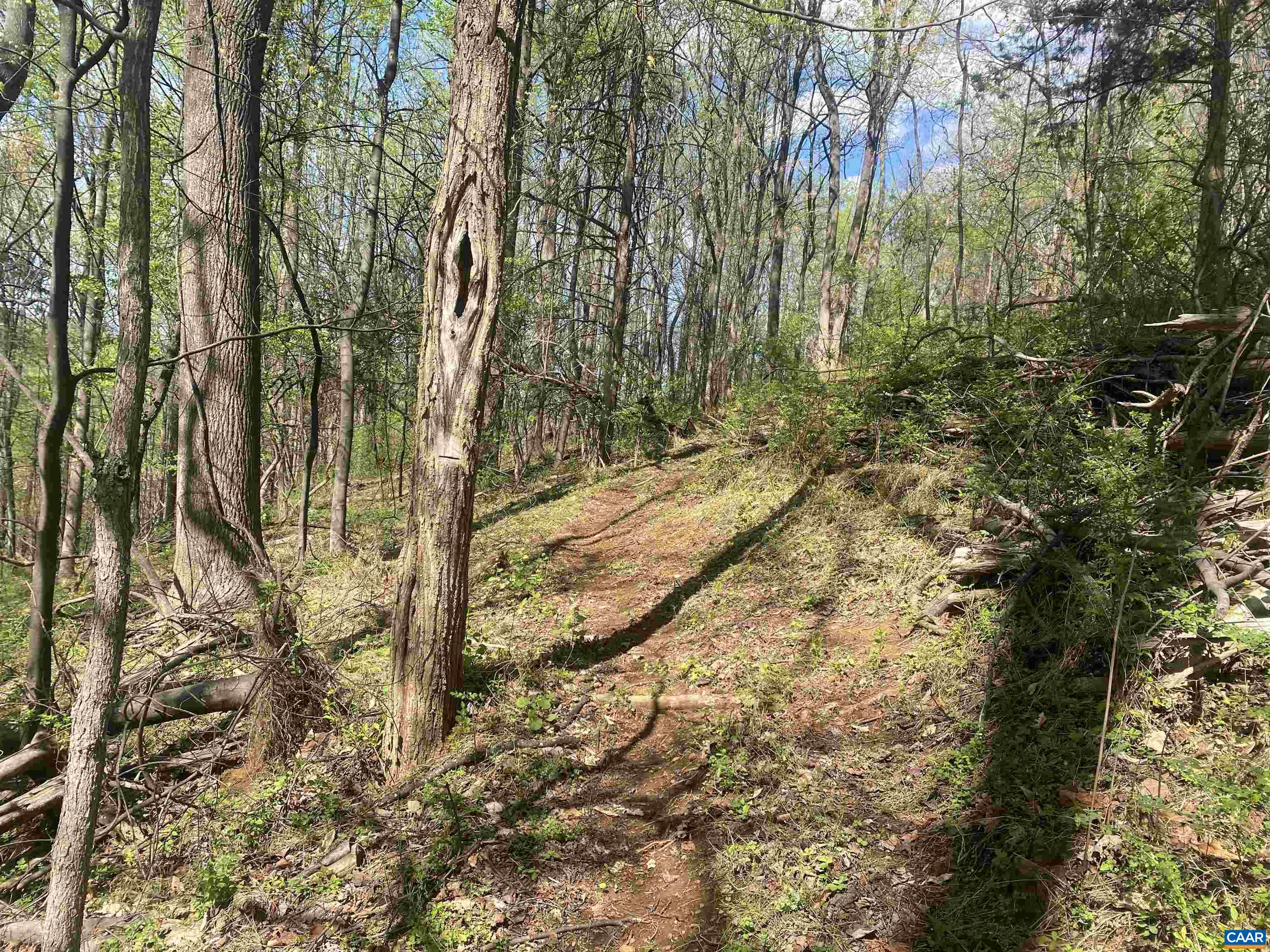 2728 East Branch Loop Roseland, VA 22967 - Photo 42 of 45 a view of yard with trees