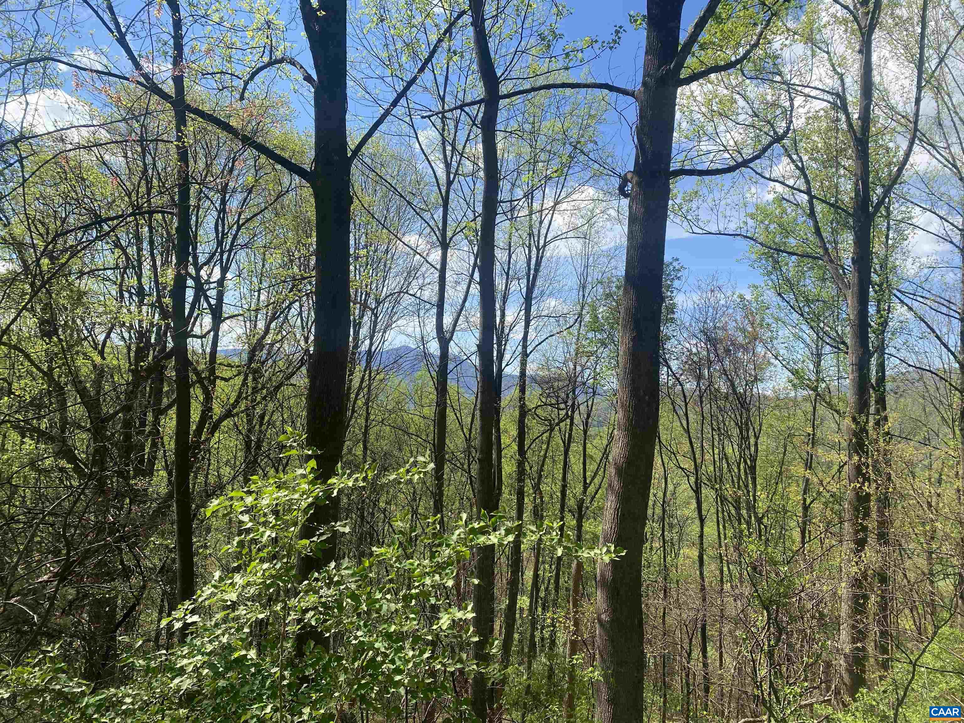 2728 East Branch Loop Roseland, VA 22967 - Photo 7 of 45 a view of yard