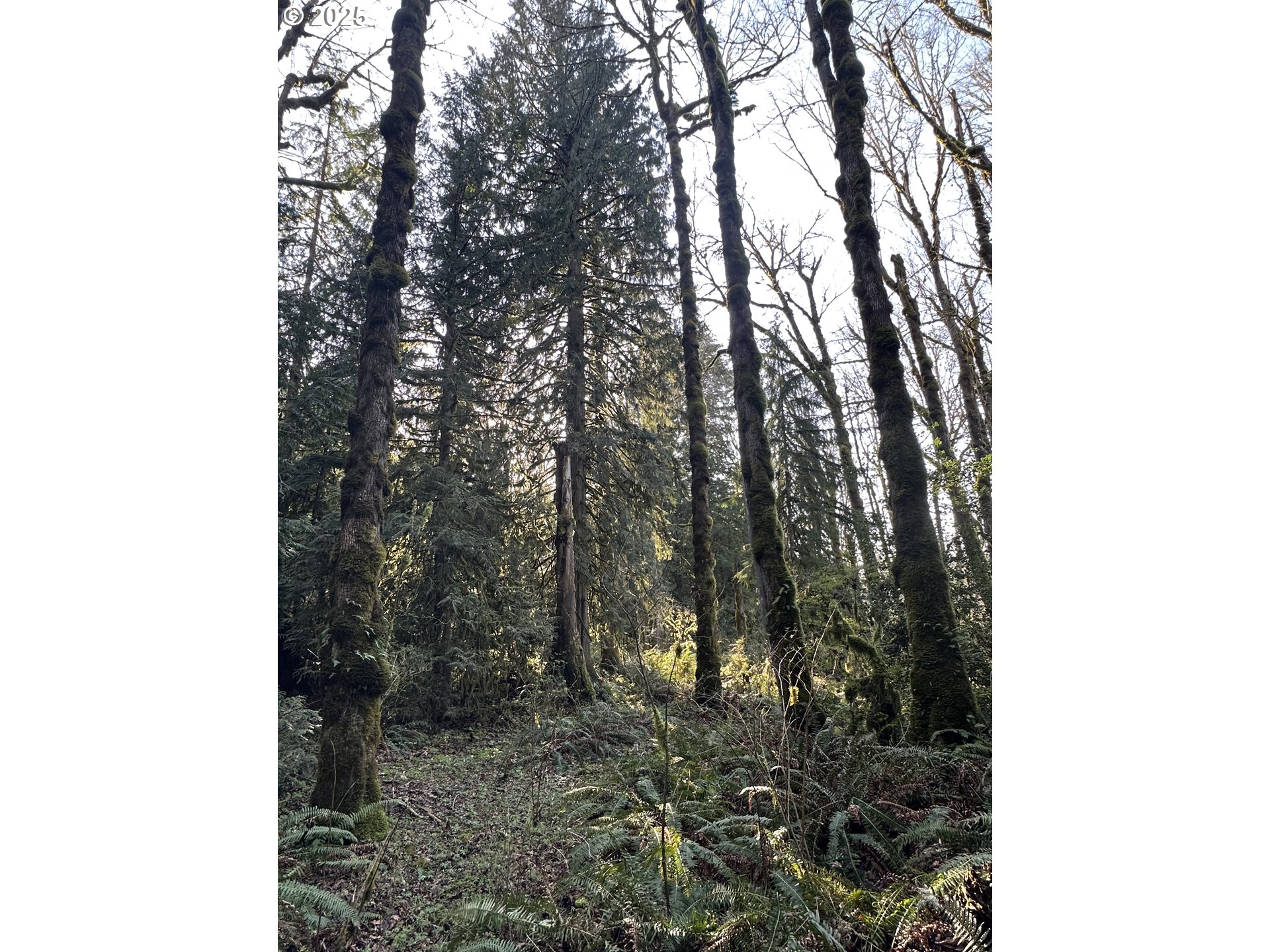 0 Southeast Divers Road Estacada, OR 97023 - Photo 8 of 19 Gallery Image 8