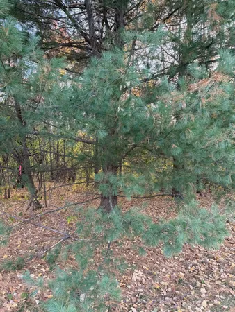 $49,900 | Lot 22 Short Ridge Estates, Eau Claire, WI 54701