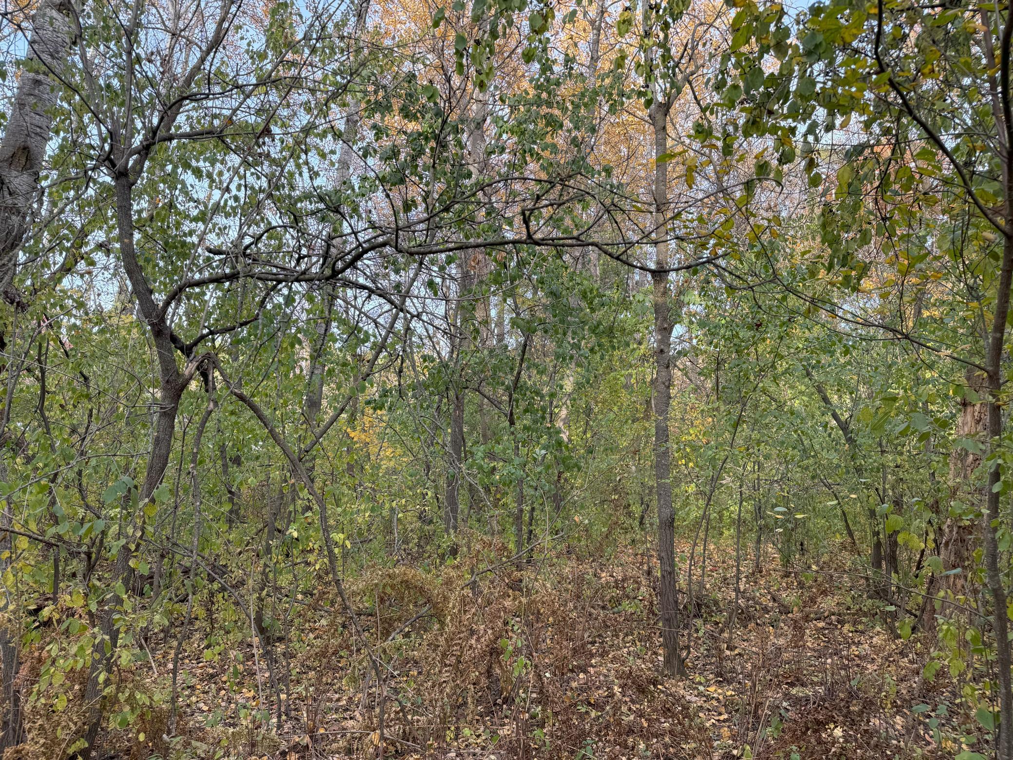 Lot 22 Short Ridge Estates Eau Claire, WI 54701 - Photo 8 of 15