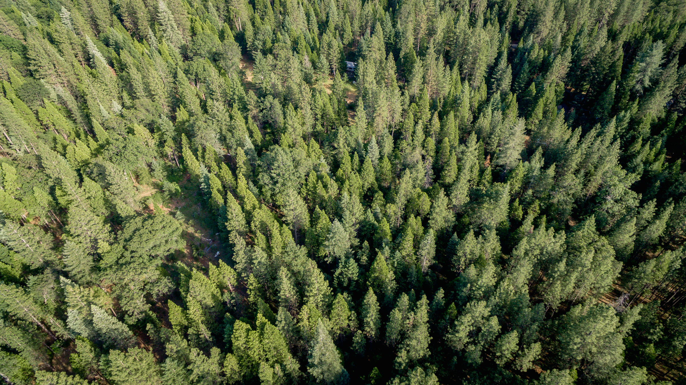 30520 100 Road Shingletown, CA 96088 - Photo 23 of 23 DJI_0049
