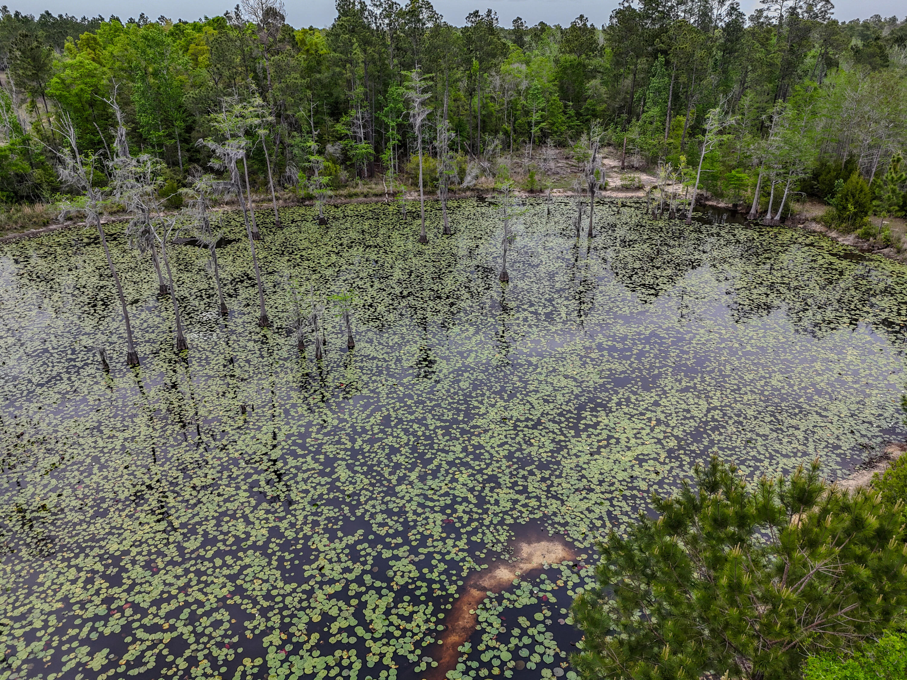 2328 Pioneer Road Chipley, FL 32428 - Photo 16 of 46 DJI_20260408142055_0113_D