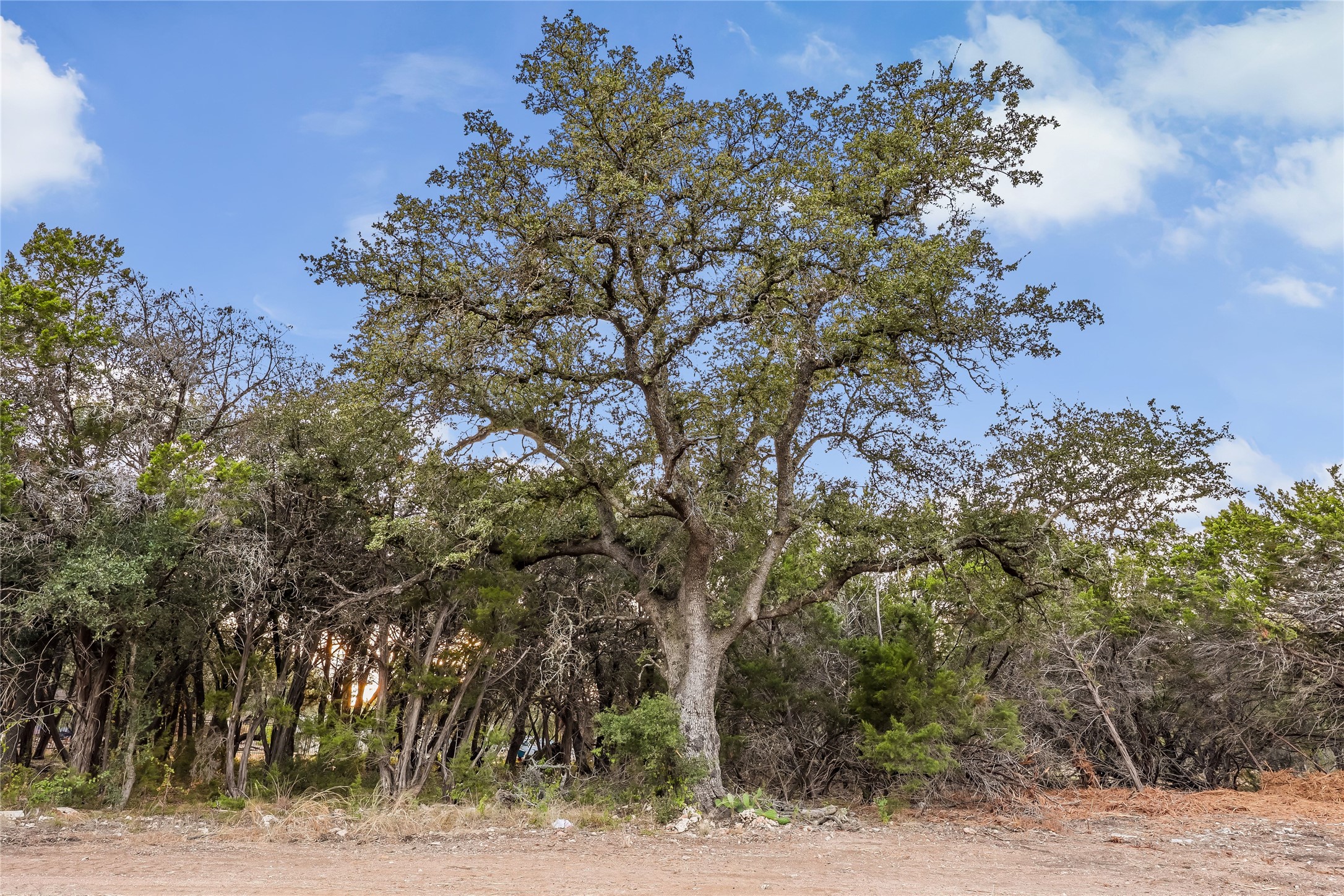 116 Apache Trail Georgetown, TX 78633 - Photo 35 of 40 Old Reliable!