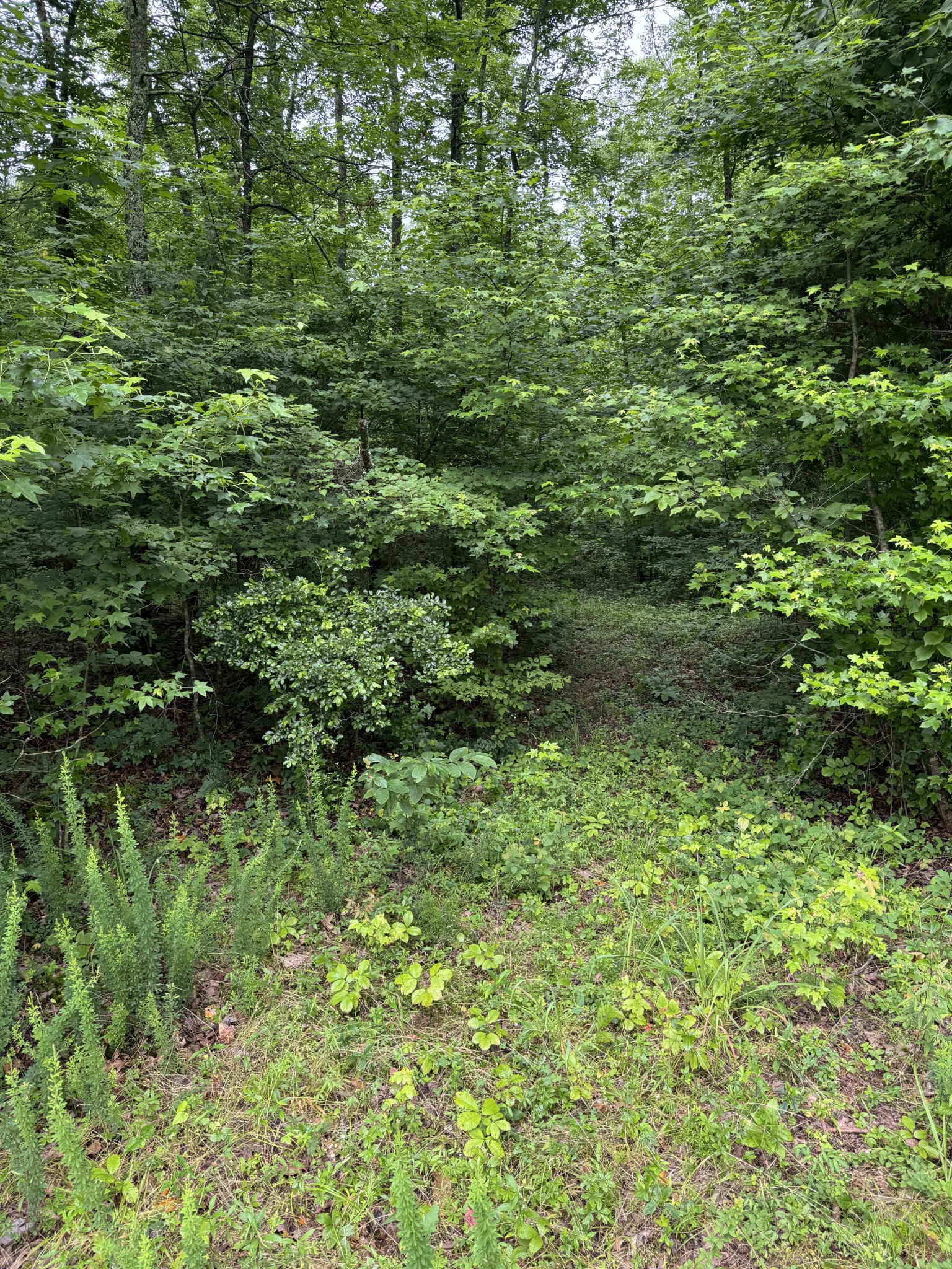 0 Brushy Road Centerville, TN 37033 - Photo 29 of 49