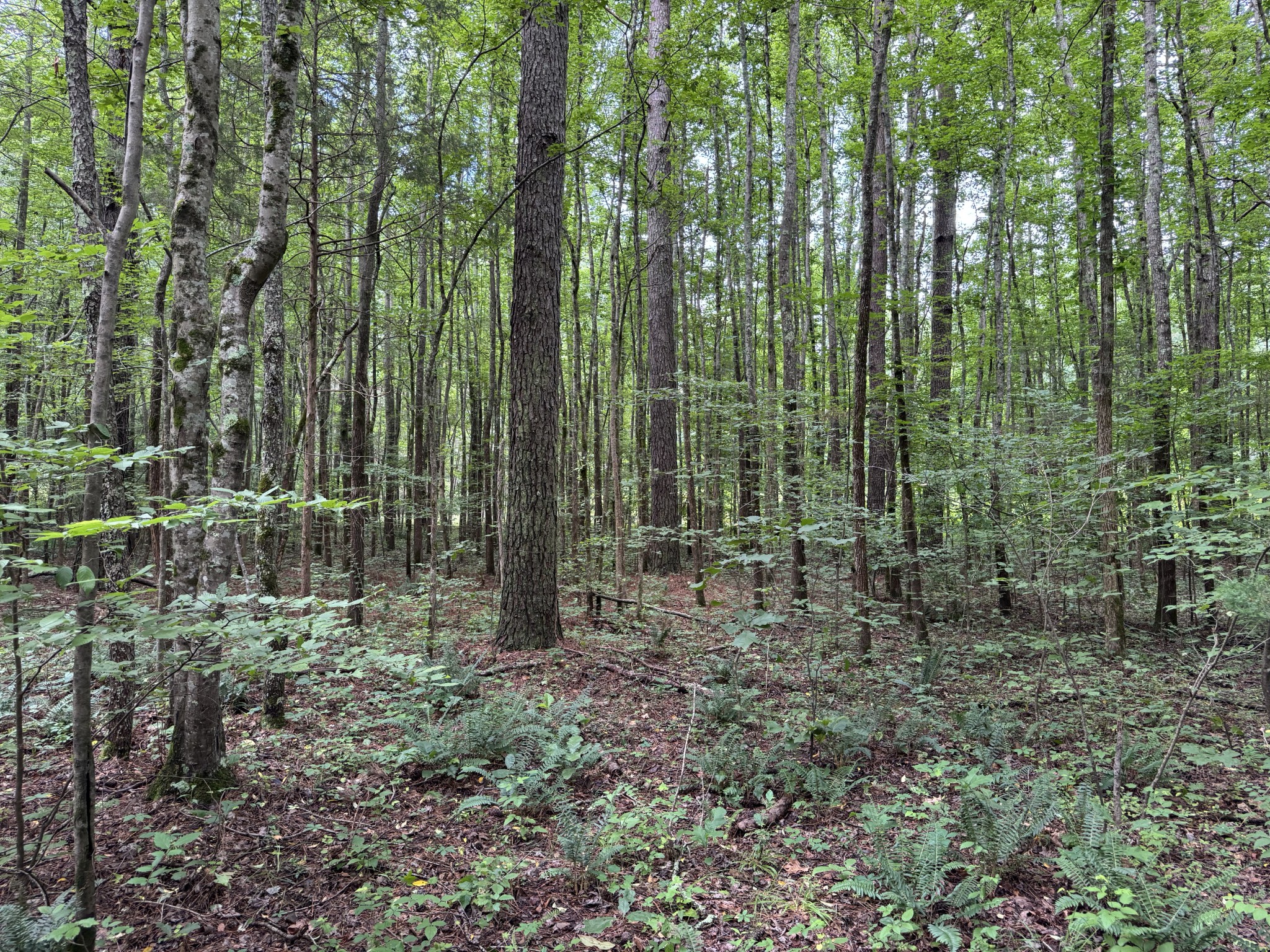 0 Brushy Road Centerville, TN 37033 - Photo 36 of 49