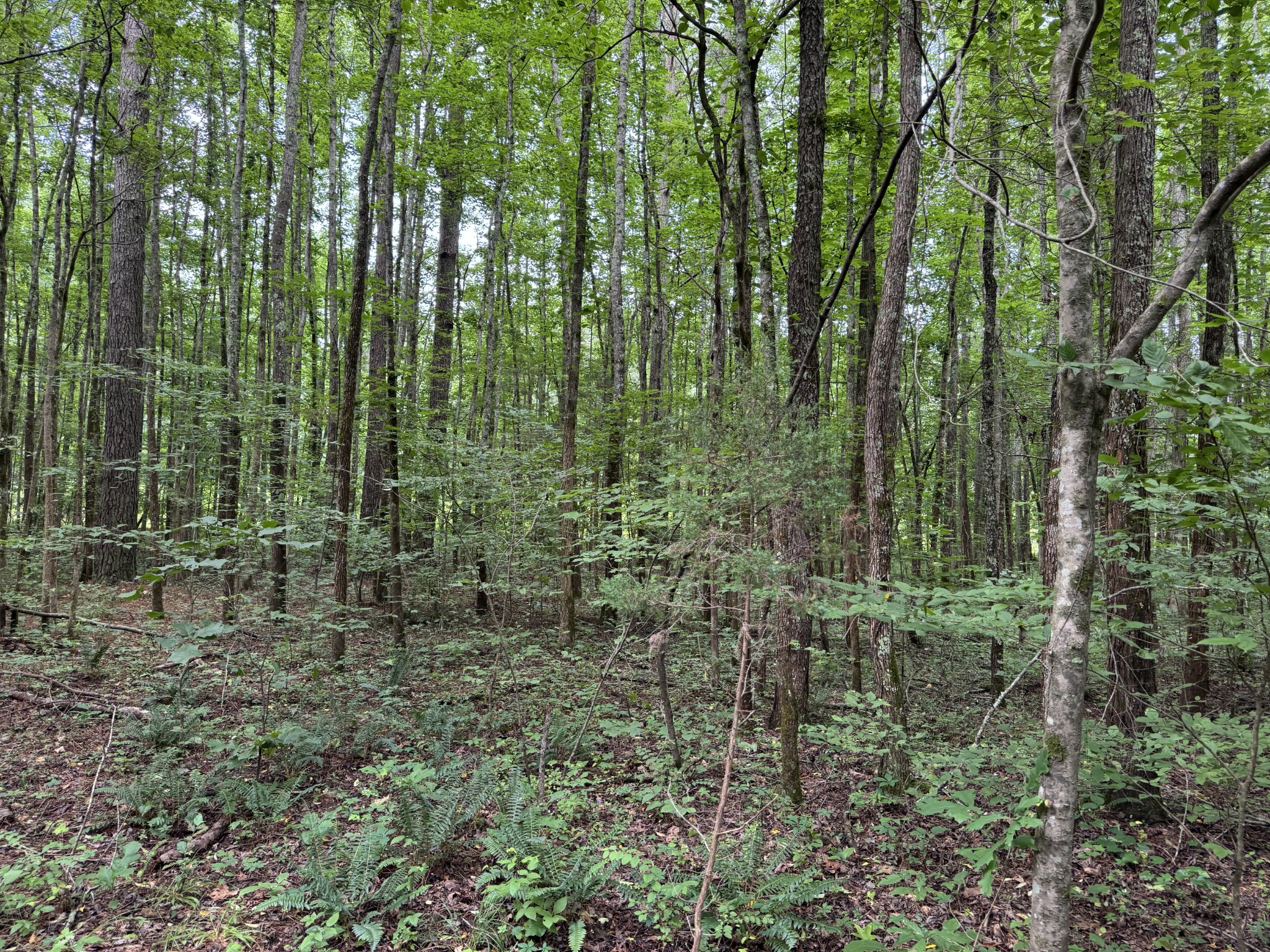 0 Brushy Road Centerville, TN 37033 - Photo 37 of 49