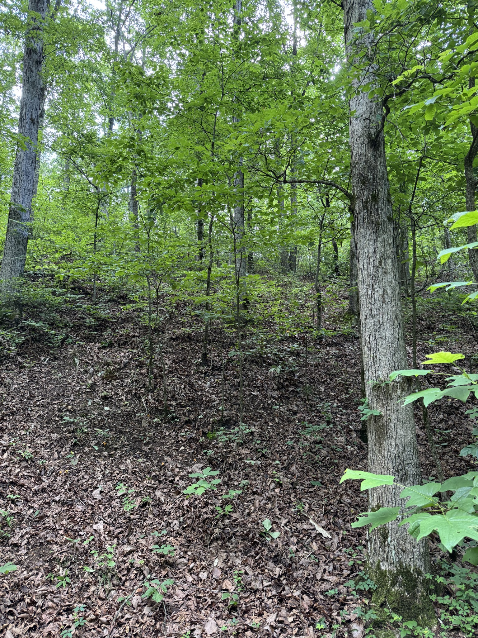 0 Brushy Road Centerville, TN 37033 - Photo 38 of 49