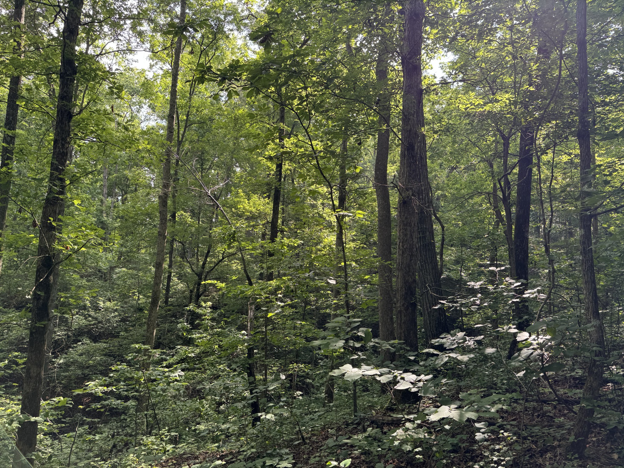 0 Brushy Road Centerville, TN 37033 - Photo 40 of 49