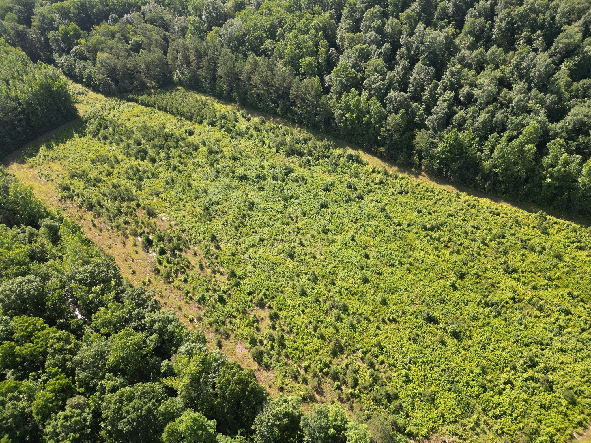 0 Brushy Road Centerville, TN 37033 - Photo 6 of 49