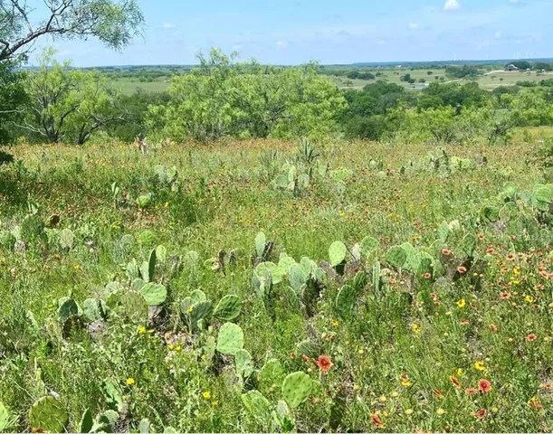 a view of a lush green field