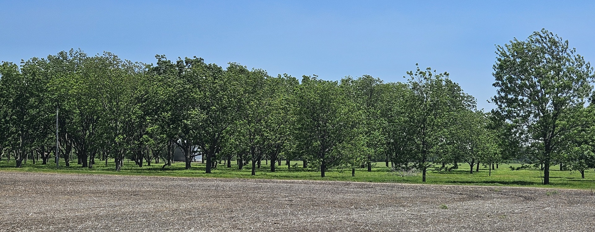 0 Gerard Road McClure, IL 62957 - Photo 4 of 7 a view of a park with large trees