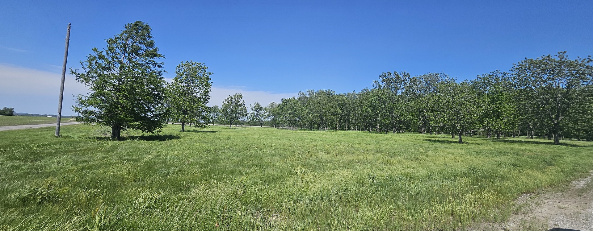 0 Gerard Road McClure, IL 62957 - Photo 5 of 7 a view of a lush green space