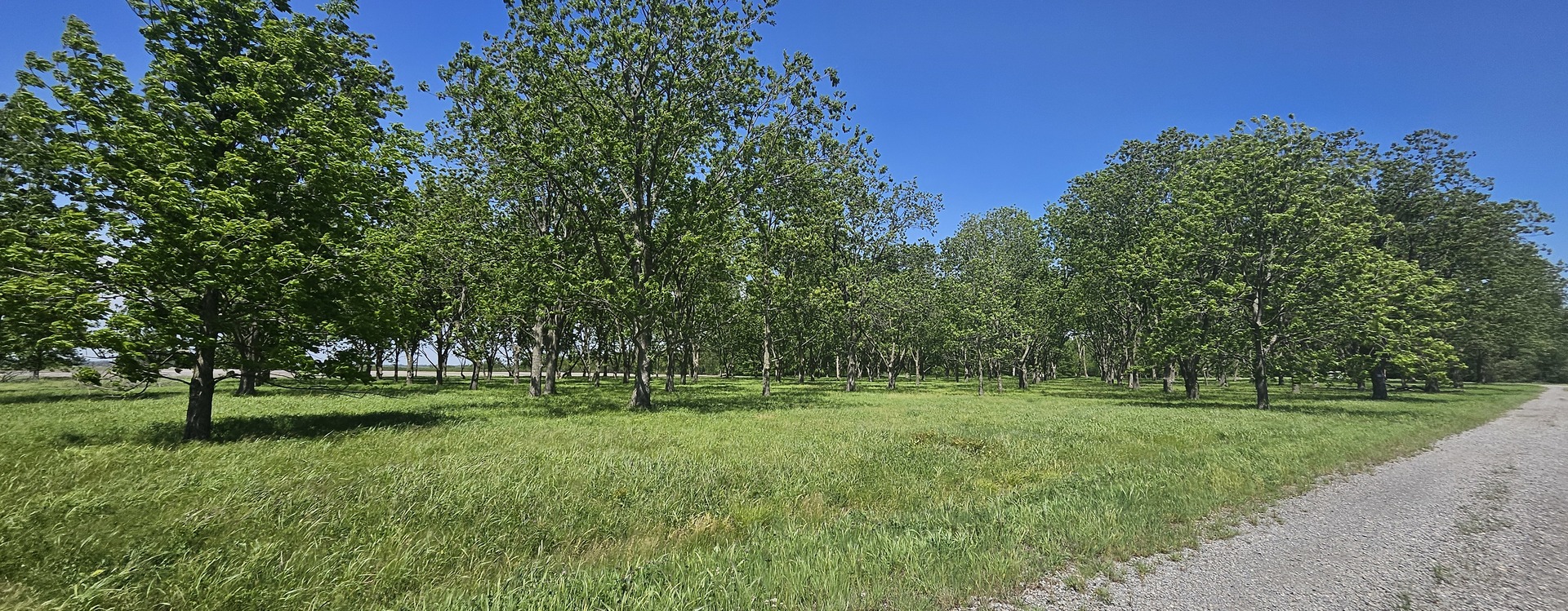 0 Gerard Road McClure, IL 62957 - Photo 6 of 7 a big yard with lots of green space and trees