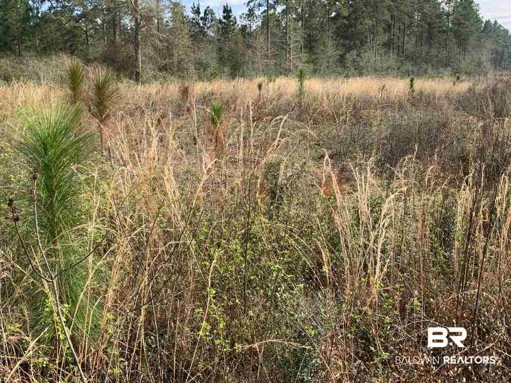 17525 Joe Gottler Road Elberta, AL 36530 - Photo 21 of 44