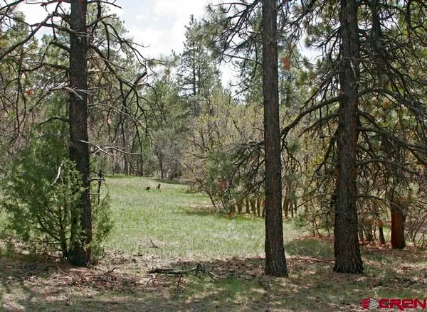 a view of a trees with a yard